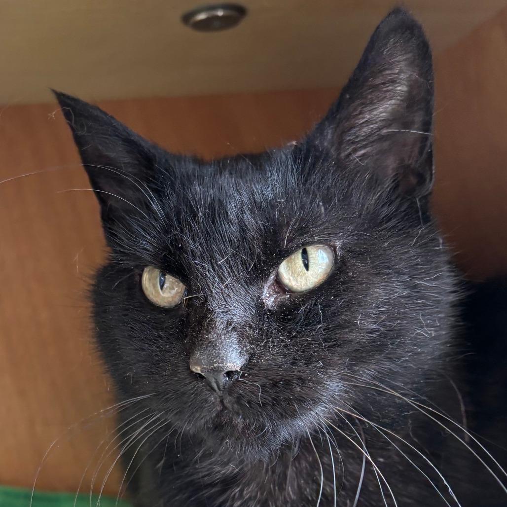 Betsy, Adoptable, Adult Female Domestic Short Hair.