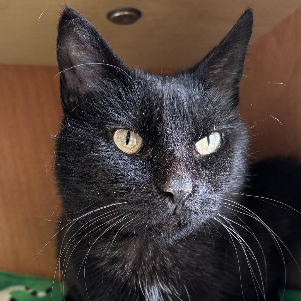 Betsy, Adoptable, Adult Female Domestic Short Hair.