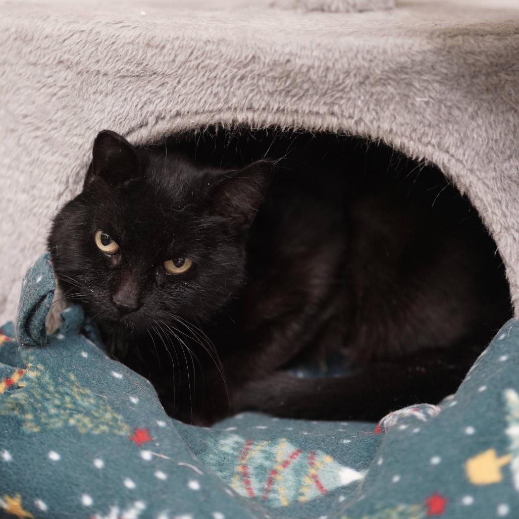 Enlarge Betsy, a Adoptable Domestic Short Hair in Naperville, IL image 3/3