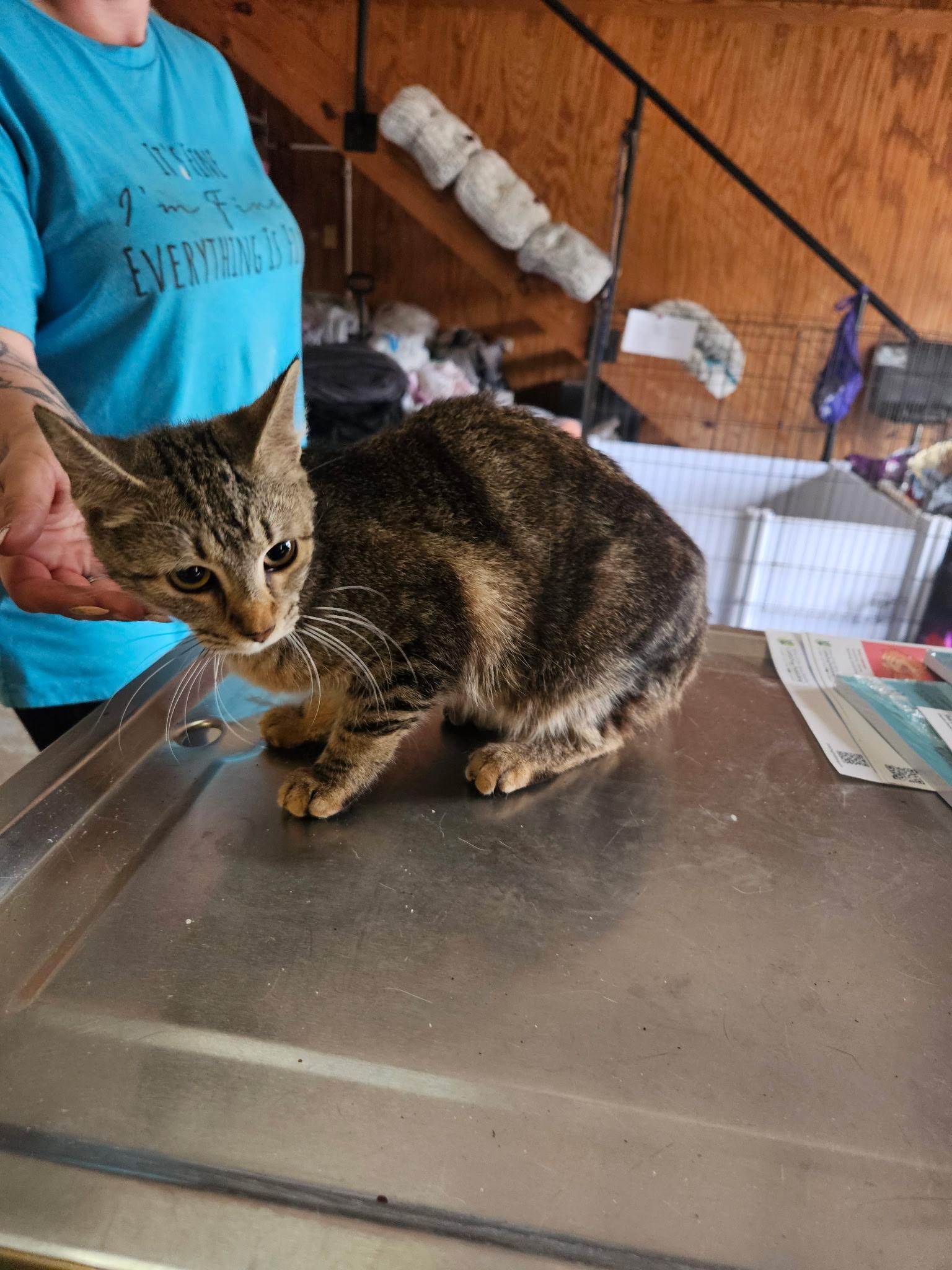 Christina, adoptable, Kitten Female Domestic Short Hair.