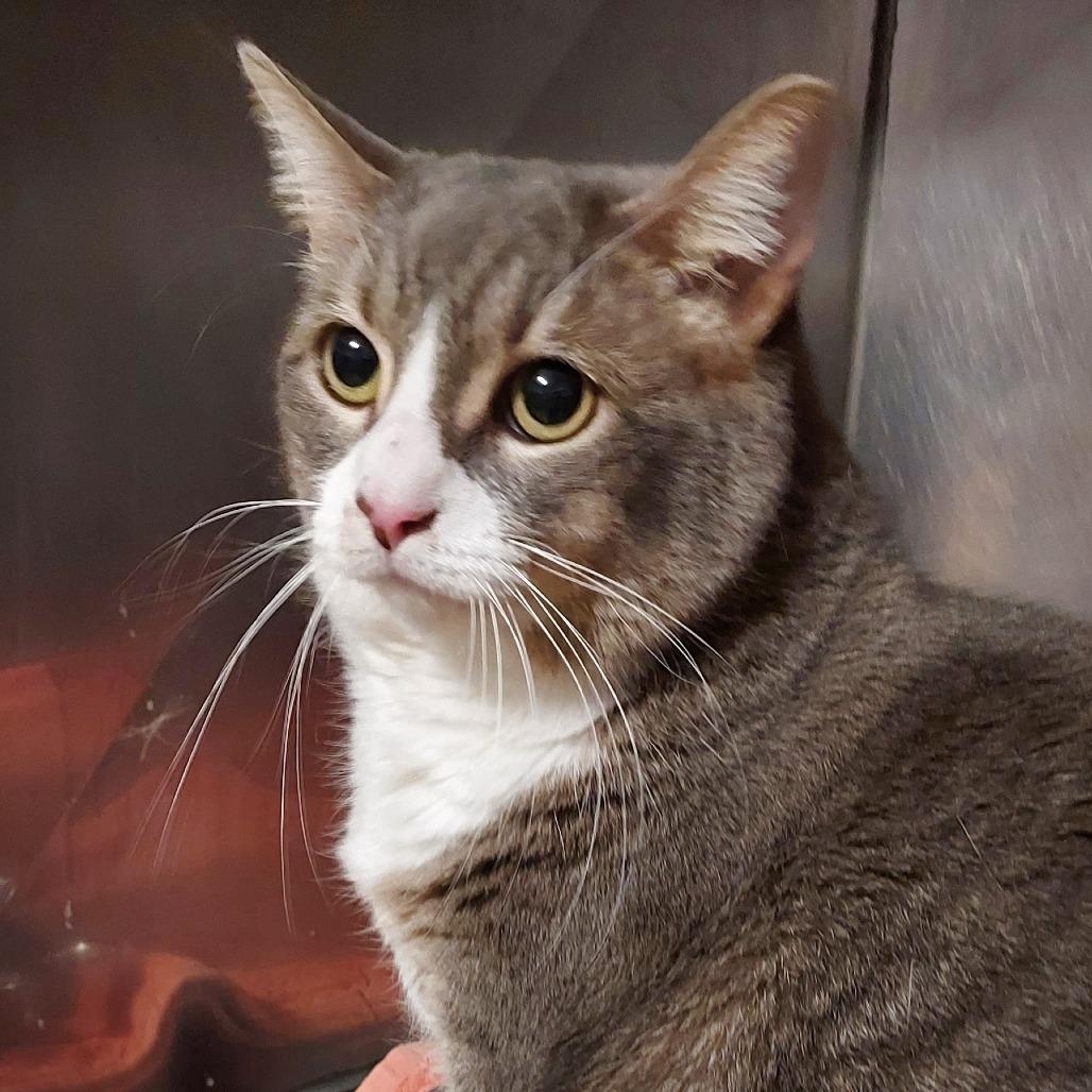 Ryan, Adoptable, Adult Female American Shorthair.