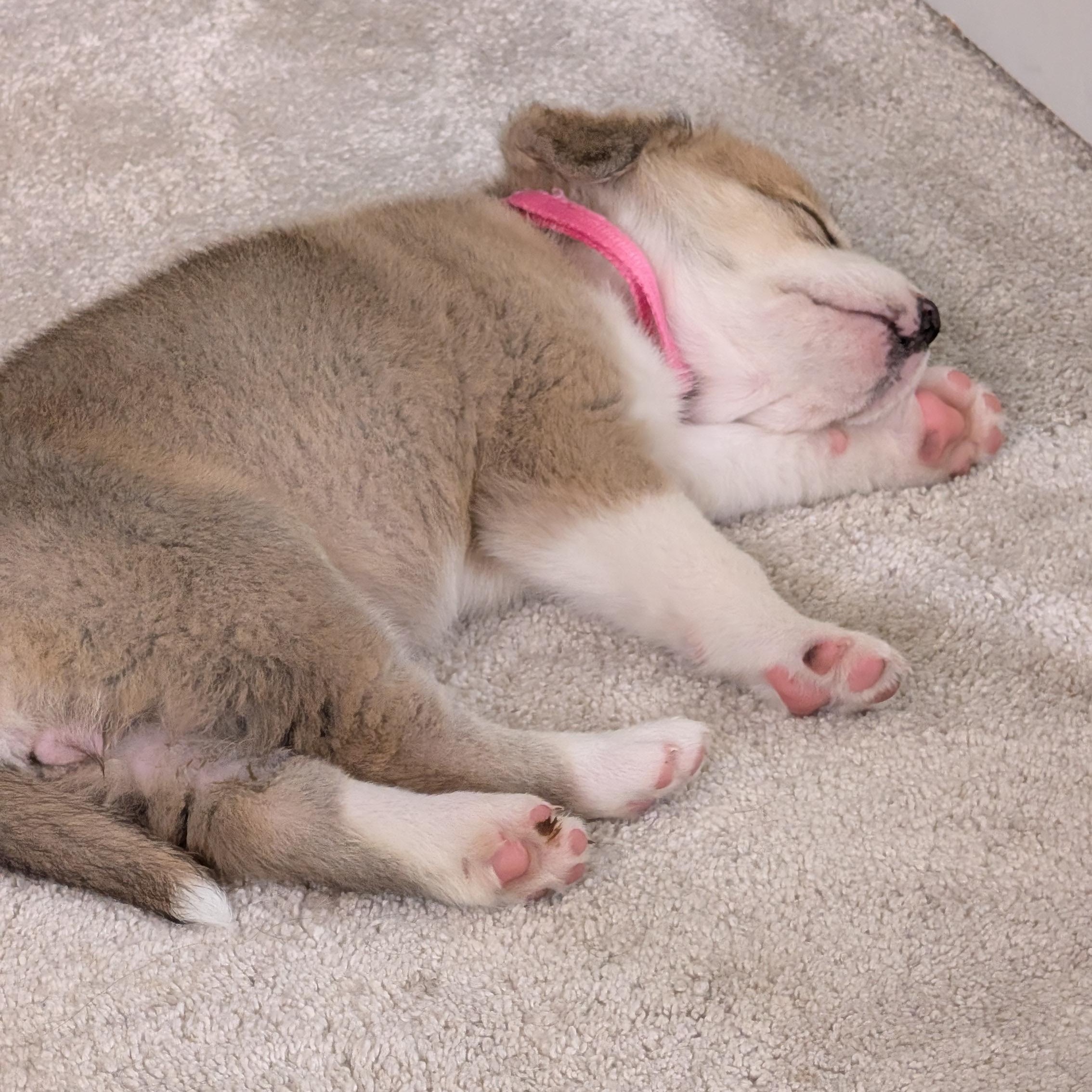 Enlarge Eloise, an adopted mixed breed in Rock Hill, SC image 5/5