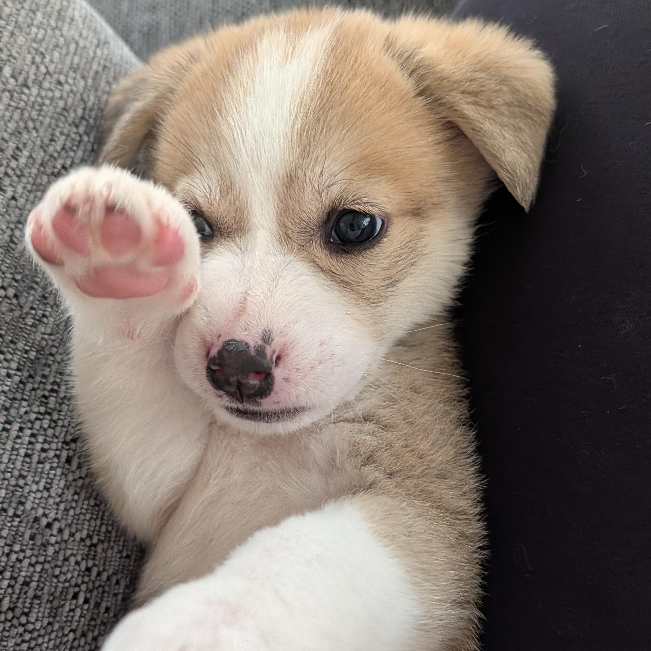 Eloise, adopted, Puppy Female Collie & Husky.