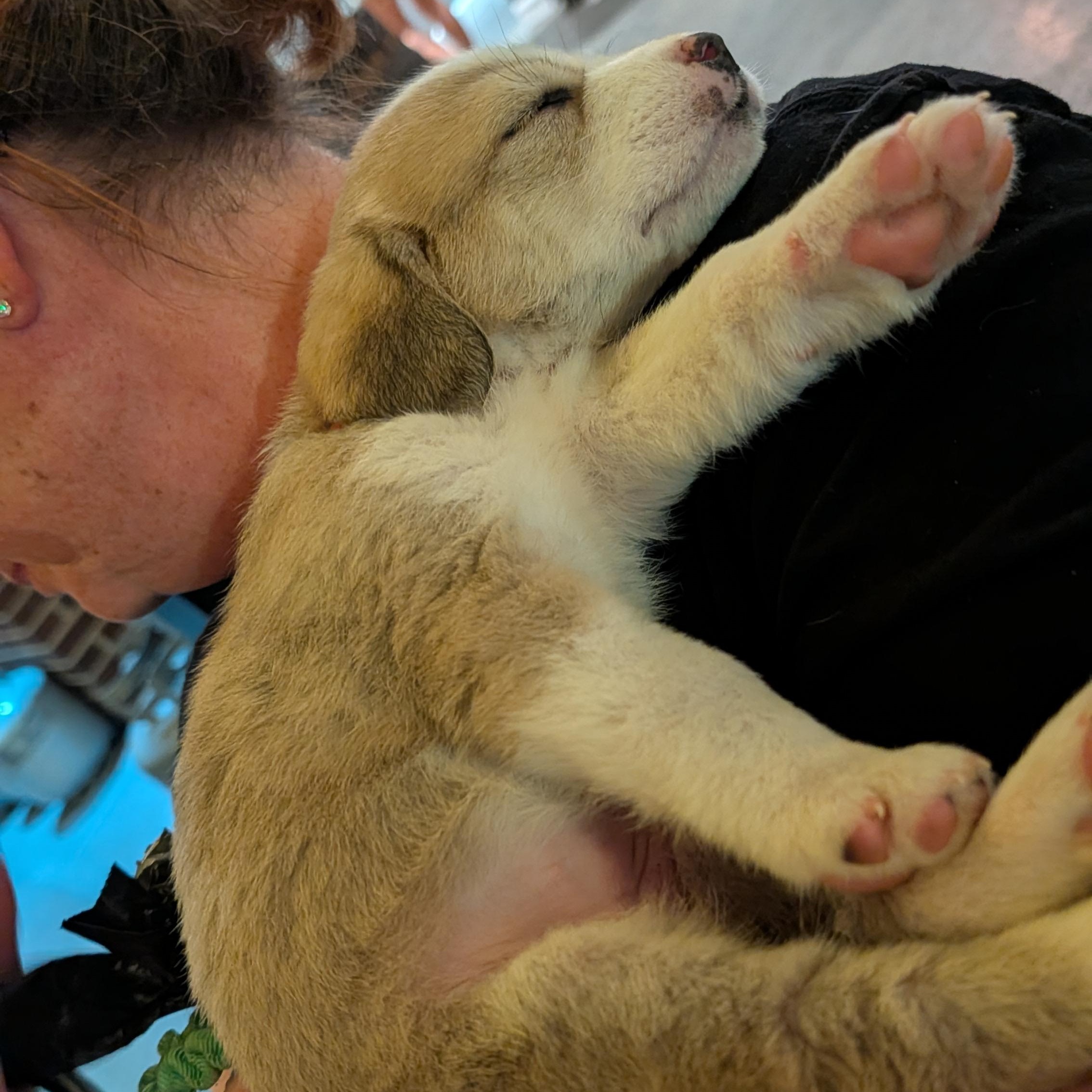 Enlarge Eloise, an adopted mixed breed in Rock Hill, SC image 4/5