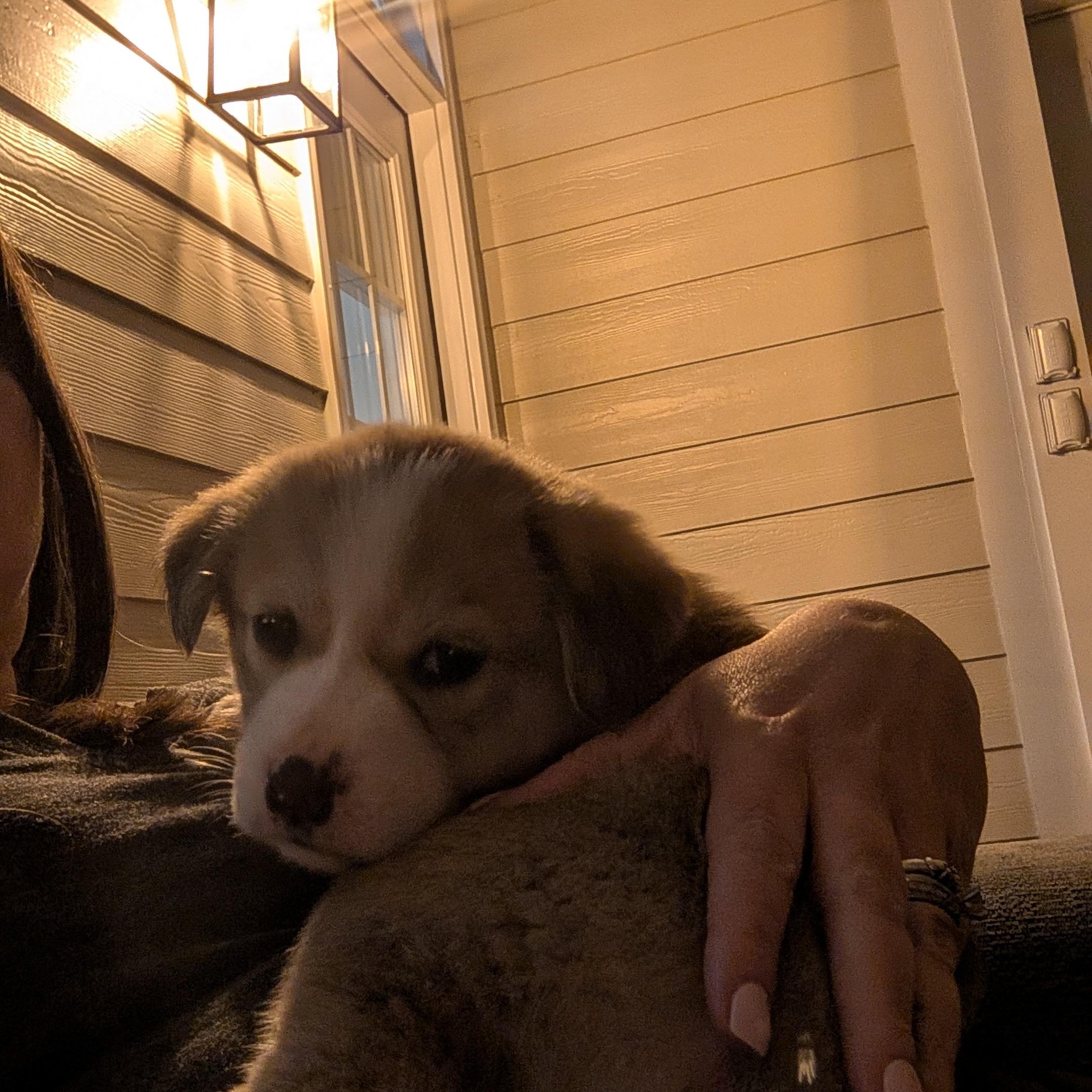 Enlarge Eloise, an adopted mixed breed in Rock Hill, SC image 3/5