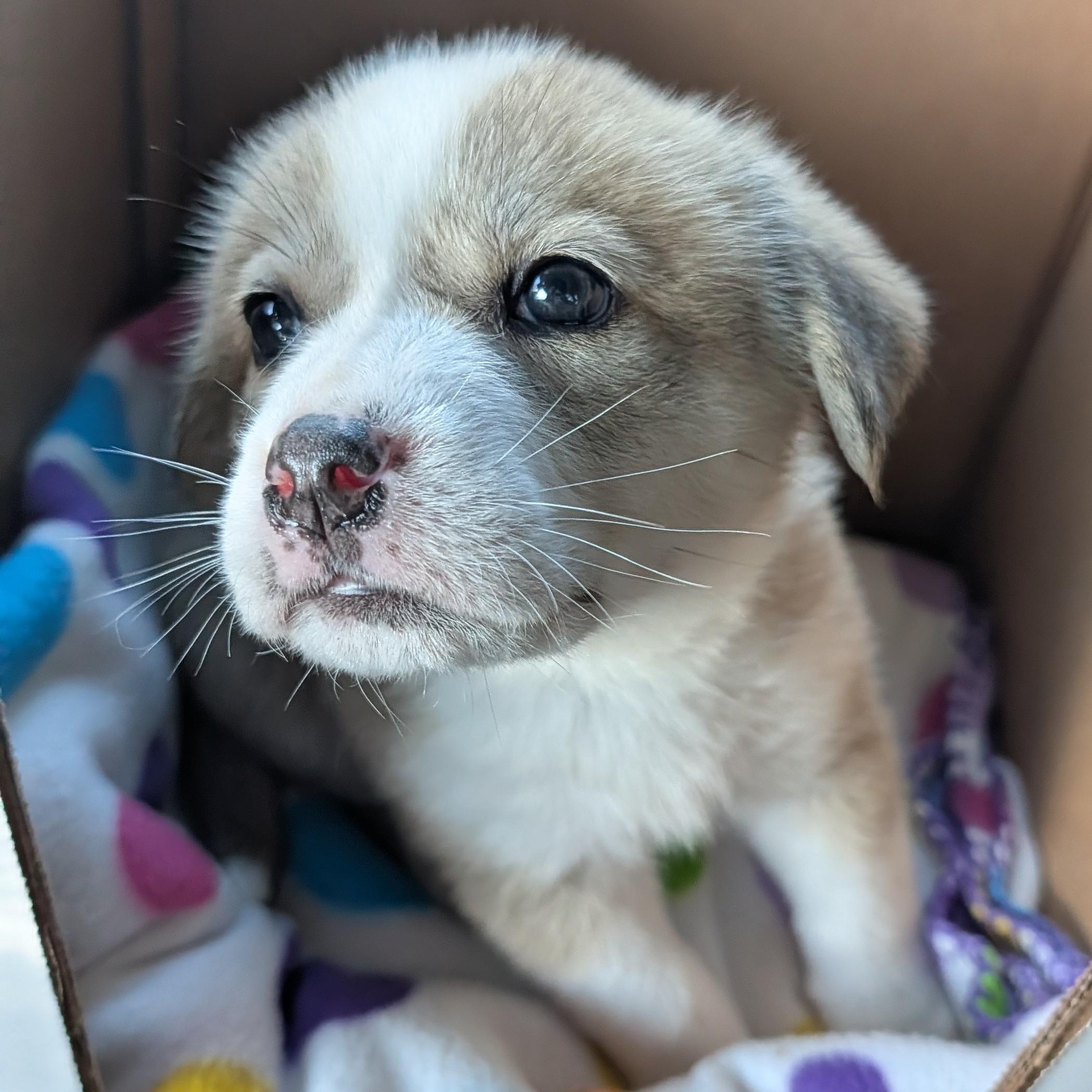 Enlarge Eloise, an adopted mixed breed in Rock Hill, SC image 2/5