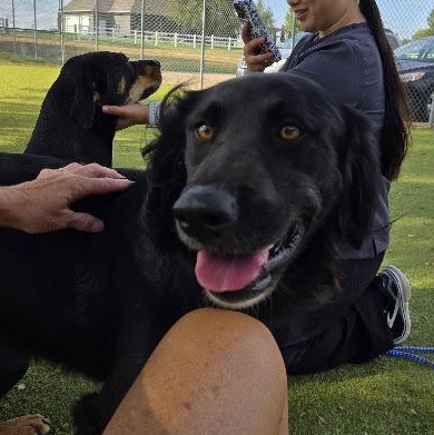 Enlarge Arah, a Adoptable Mixed Breed in Sterling, KS image 2/3