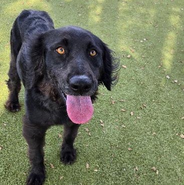 Enlarge Arah, a Adoptable Mixed Breed in Sterling, KS image 1/3