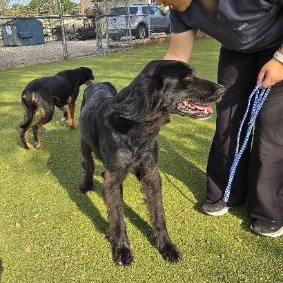 Enlarge Arah, a Adoptable Mixed Breed in Sterling, KS image 3/3