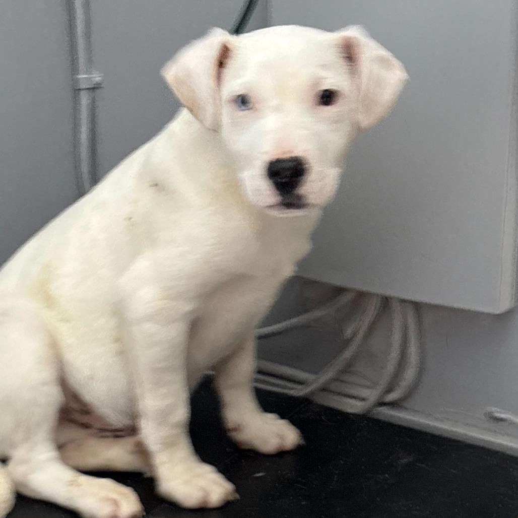 Enlarge Casper, a Adoptable Mixed Breed in Oak Hill, WV image 1/1