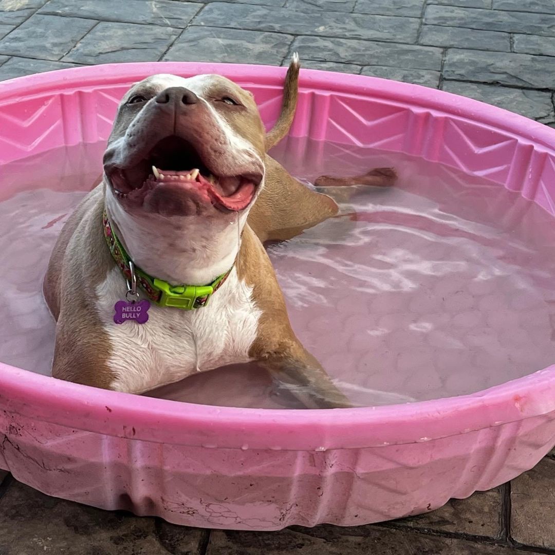 Leah, Adopted, Adult Female American Bully.