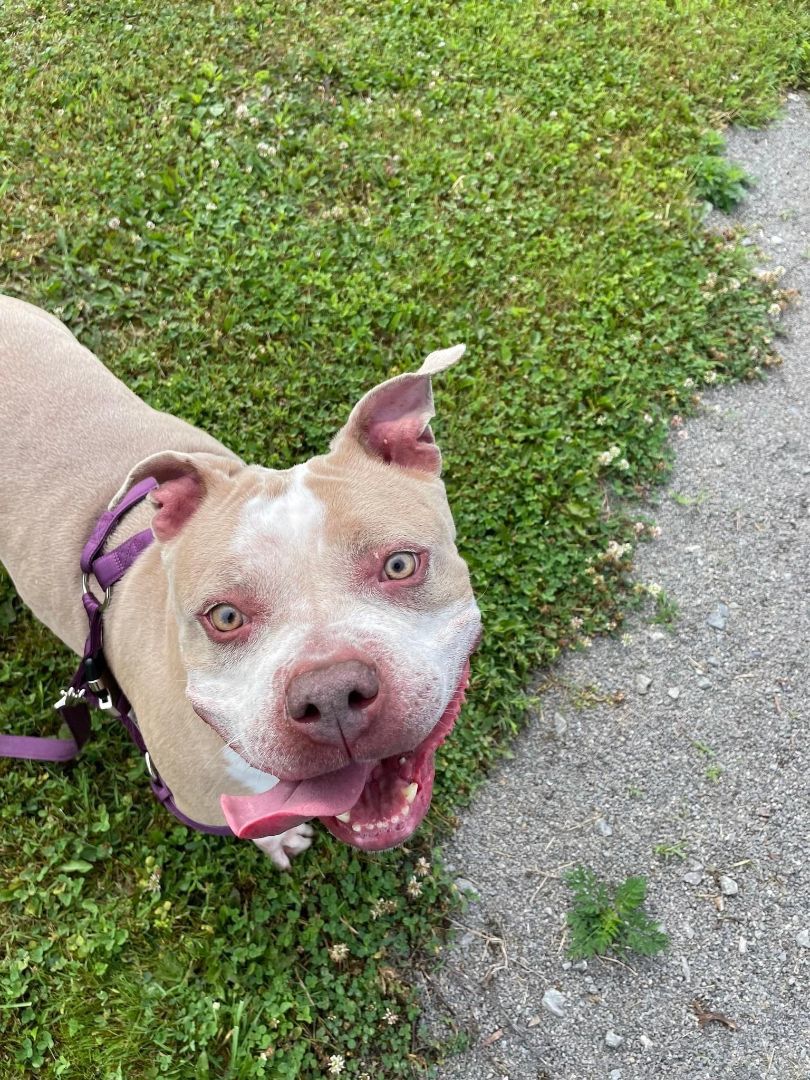 Enlarge Leah, a Adopted American Bully in Pittsburgh, PA image 2/4