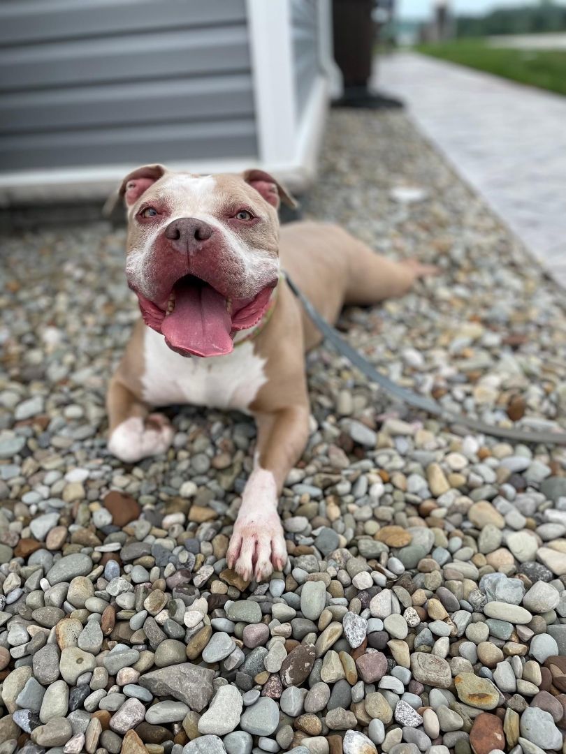 Enlarge Leah, a Adopted American Bully in Pittsburgh, PA image 3/4