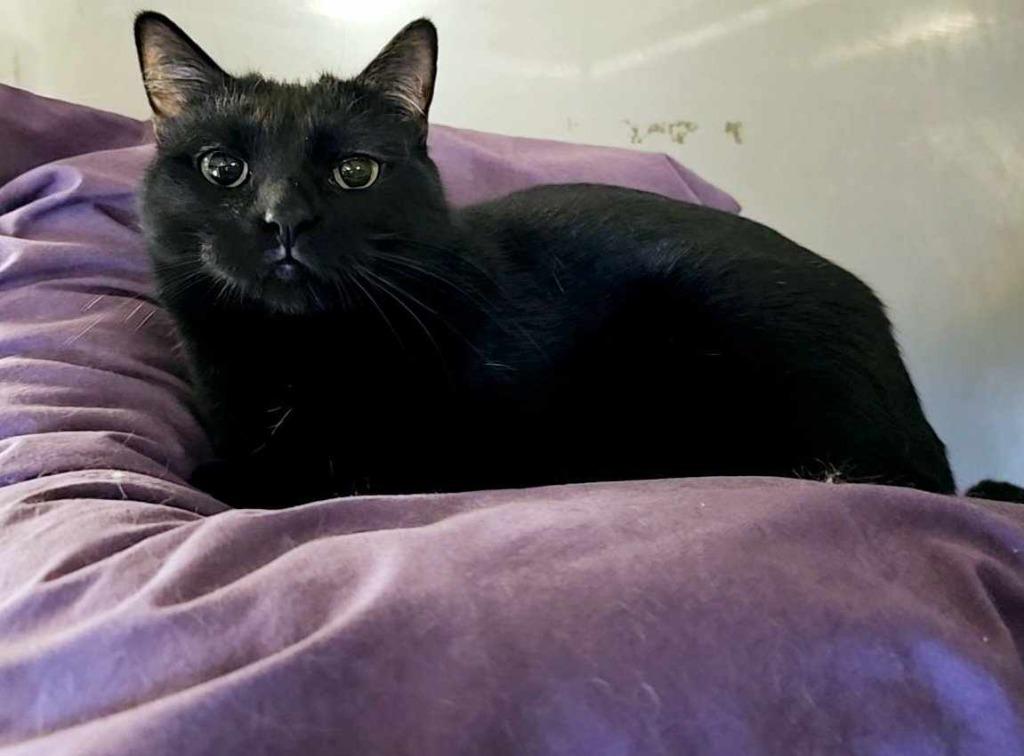 Melinda, Adoptable, Adult Female Domestic Short Hair.