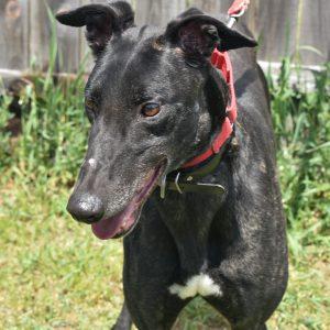 XM GO BELL, Adoptable, Adult Male Greyhound.