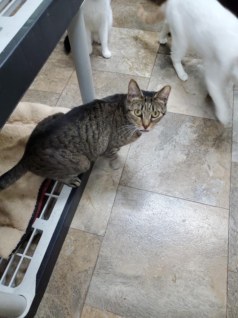 Enlarge Lala, a Adoptable Domestic Short Hair in Philippi, WV image 1/1