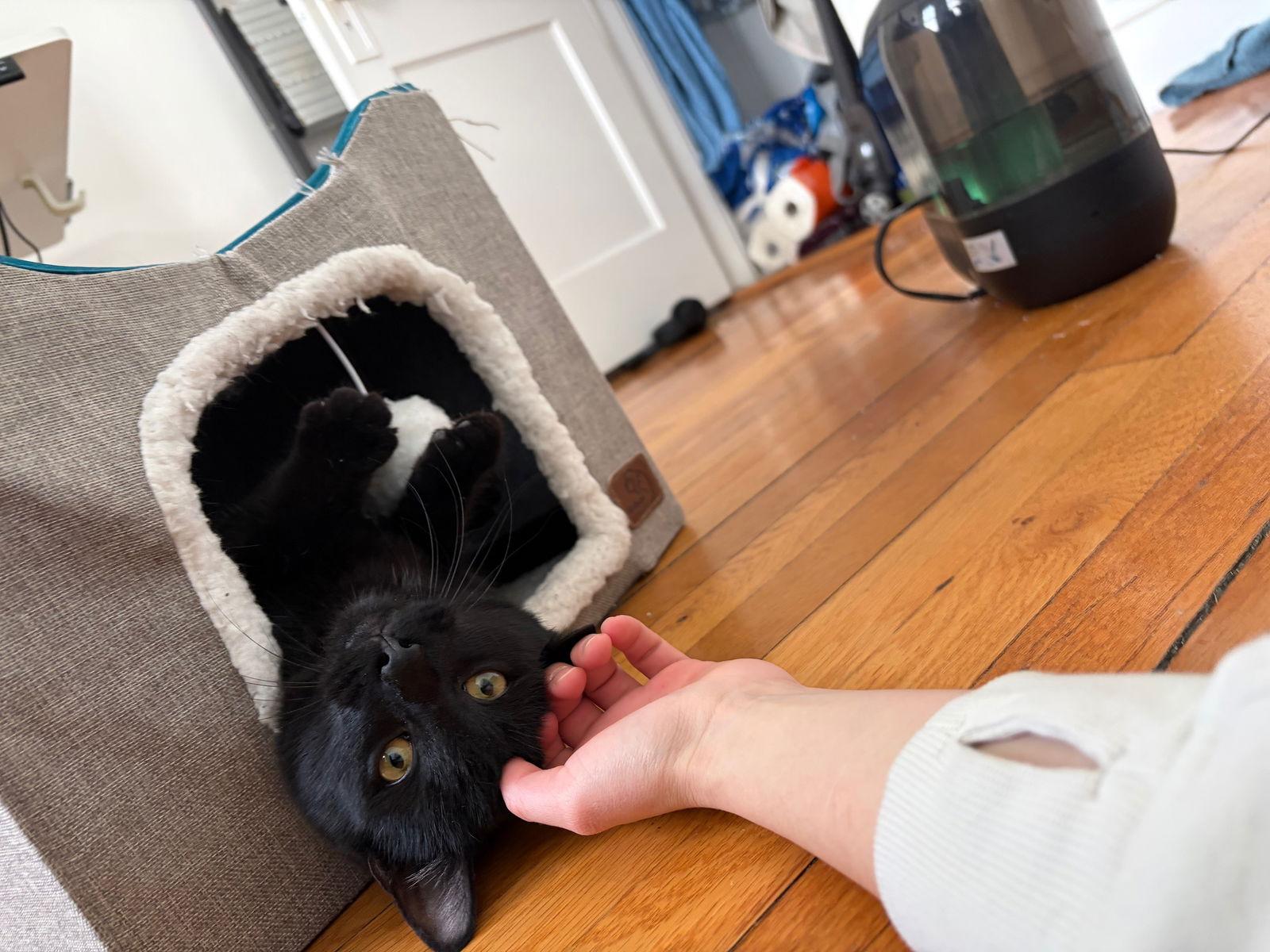 Enlarge Sparrow, a Adopted Domestic Short Hair in Somerville, MA image 1/3