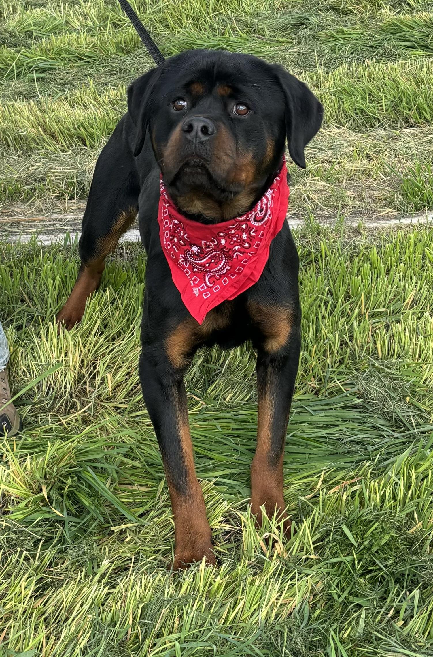 Enlarge Cupid, a Adoptable Rottweiler in Woodland, CA image 1/1