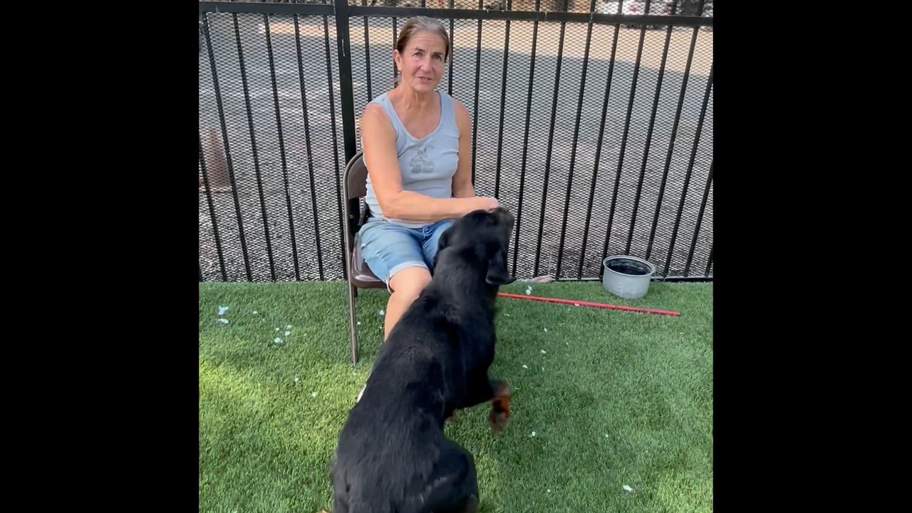Enlarge Cupid, a Adoptable Rottweiler in Woodland, CA video 1/2