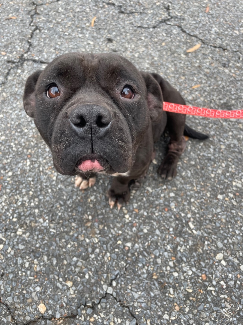 Zena, a Adoptable mixed breed in Shelby, NC image 1/8