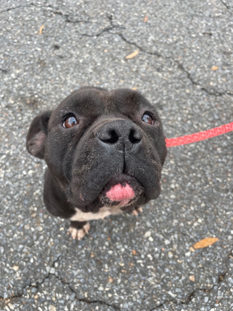 Zena, a Adoptable mixed breed in Shelby, NC image 2/8