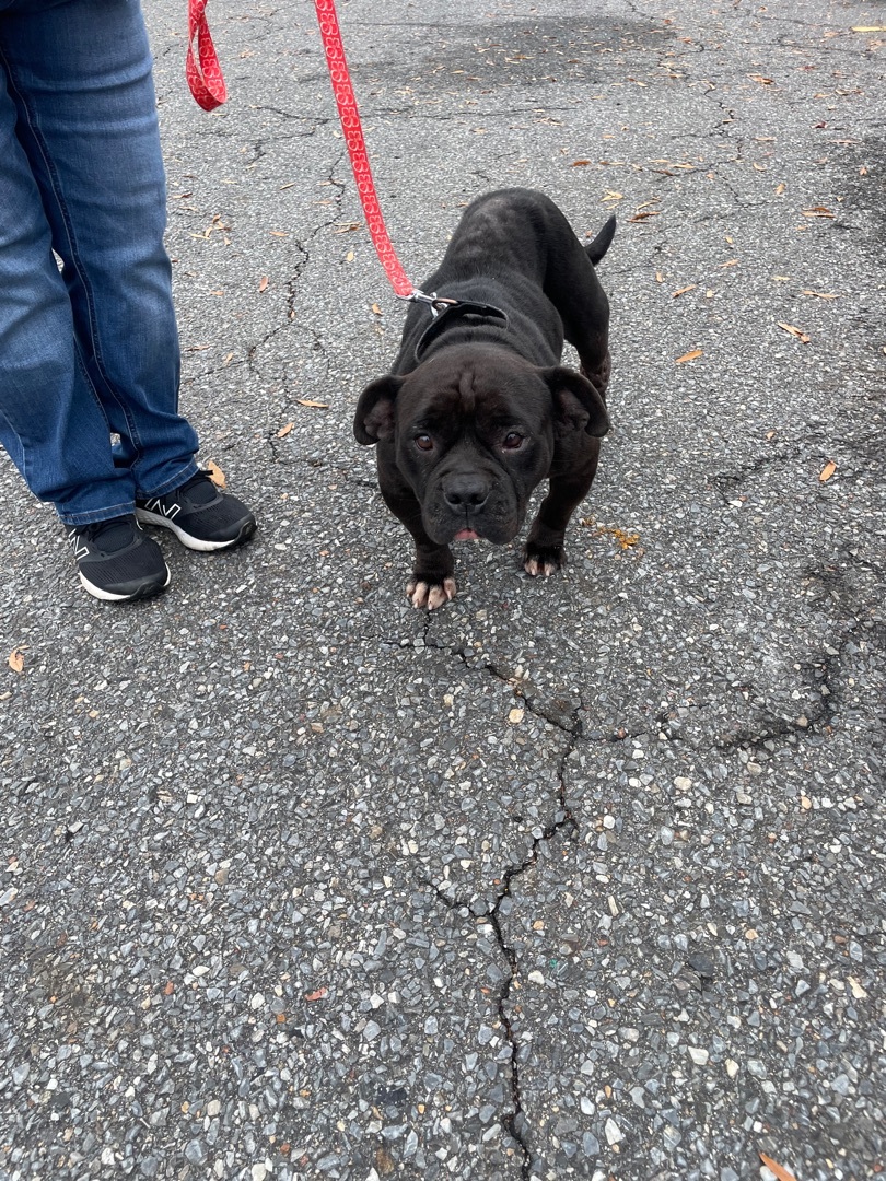 Zena, a Adoptable mixed breed in Shelby, NC image 3/8