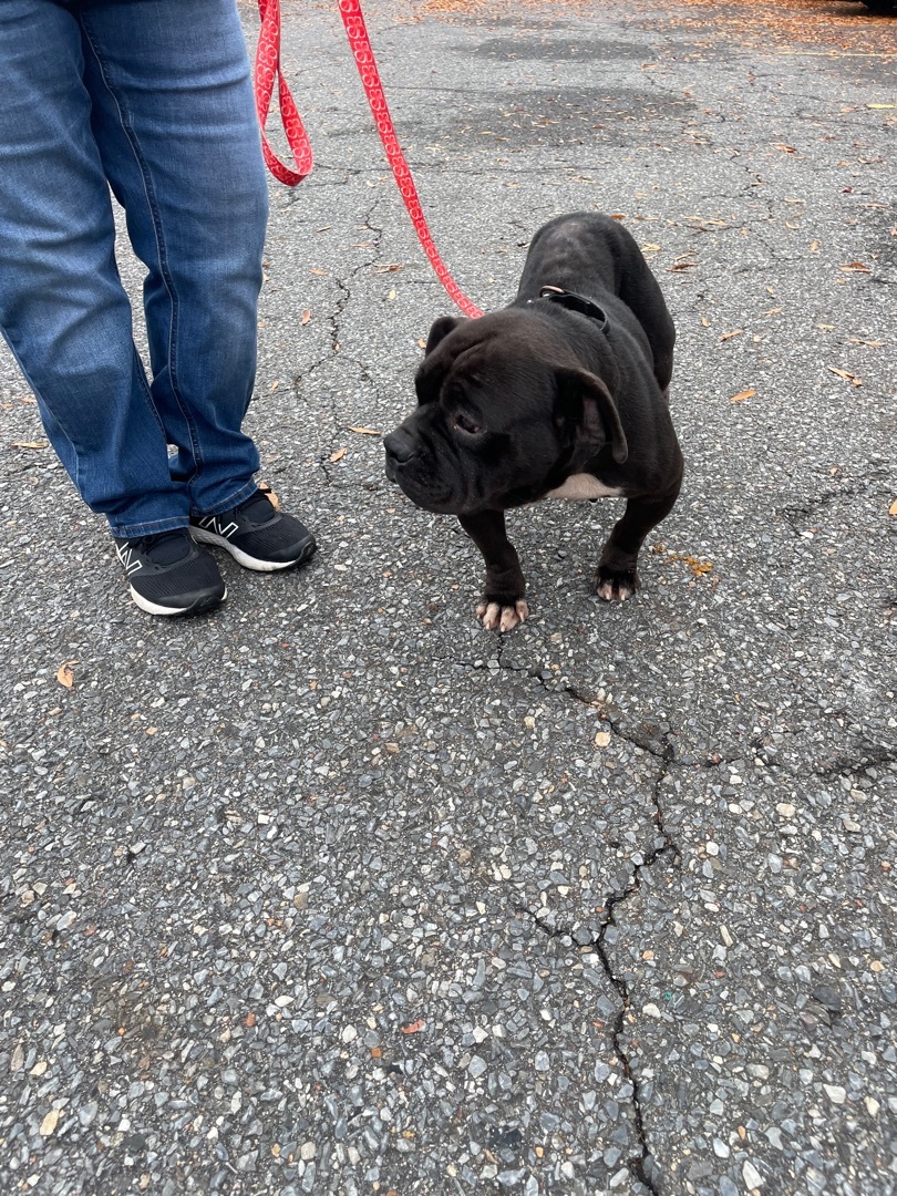 Zena, a Adoptable mixed breed in Shelby, NC image 4/8