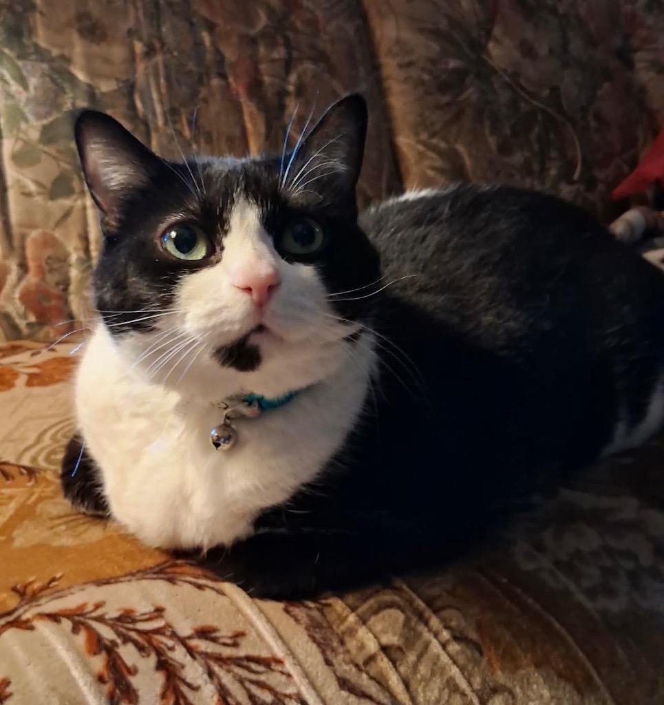 Kelsie, Adoptable, Senior Female Domestic Short Hair.