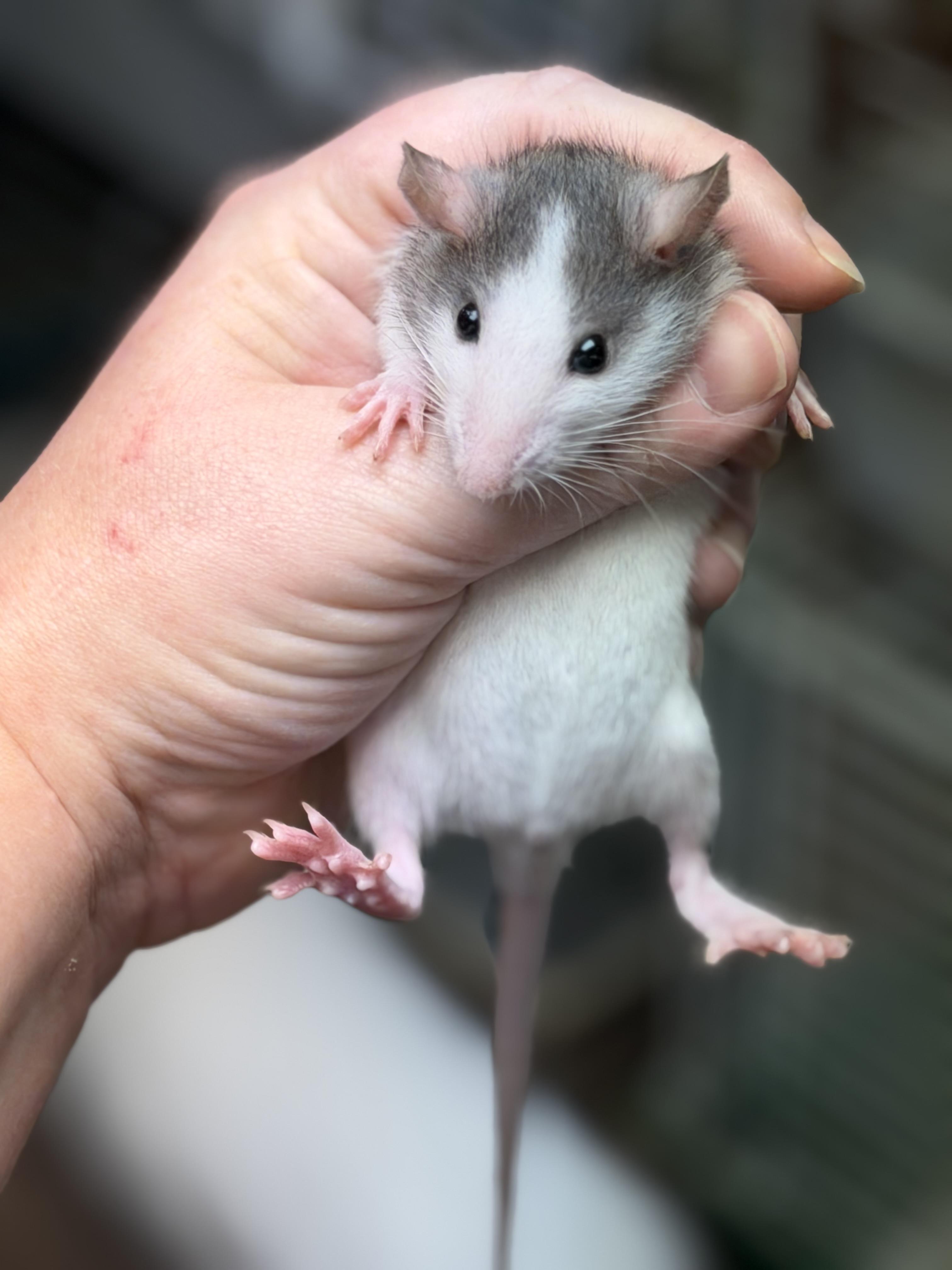 Enlarge Two girlies, a Adopted Rat in Edinburg, PA image 4/5