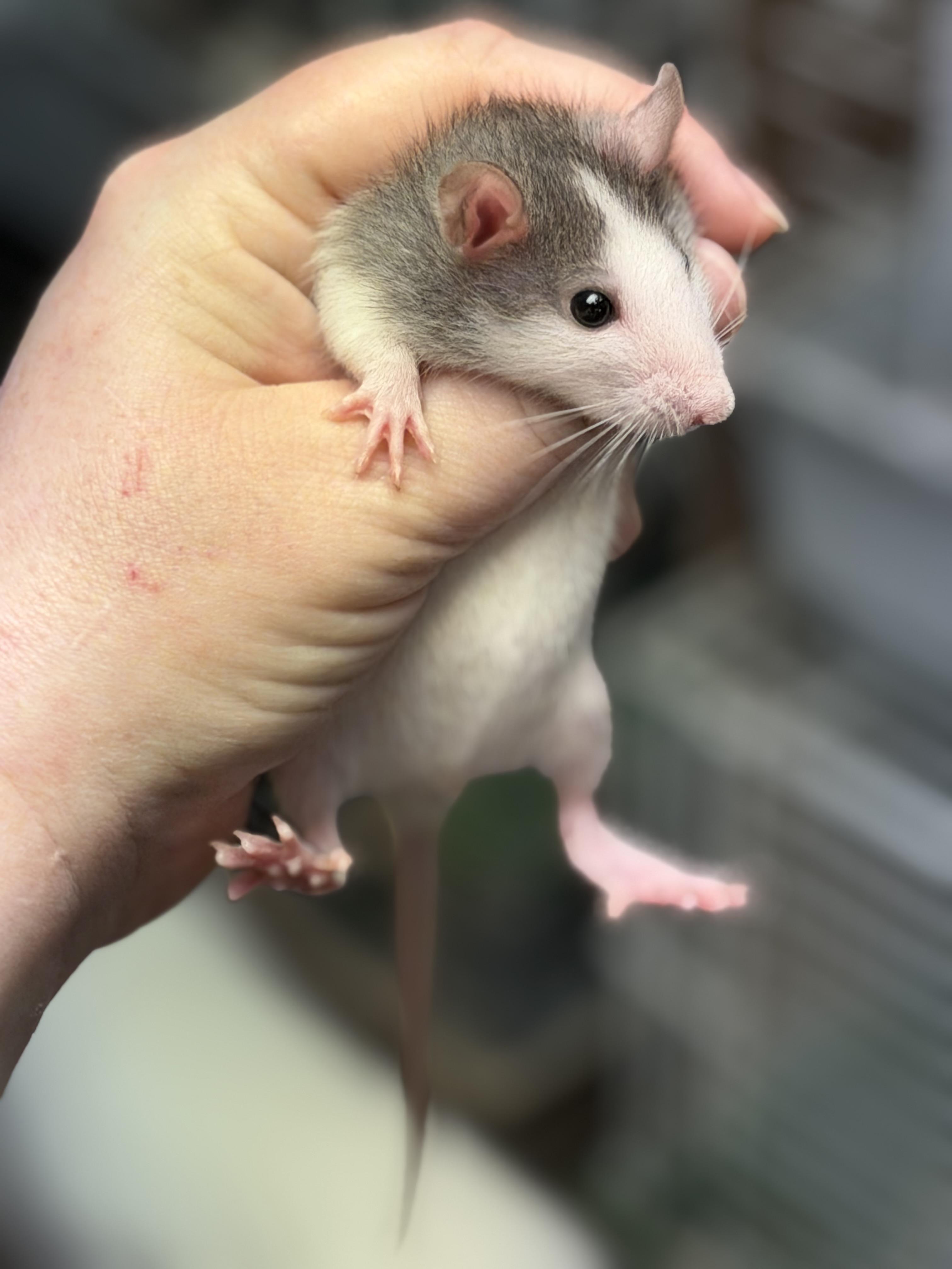 Enlarge Two girlies, a Adopted Rat in Edinburg, PA image 3/5