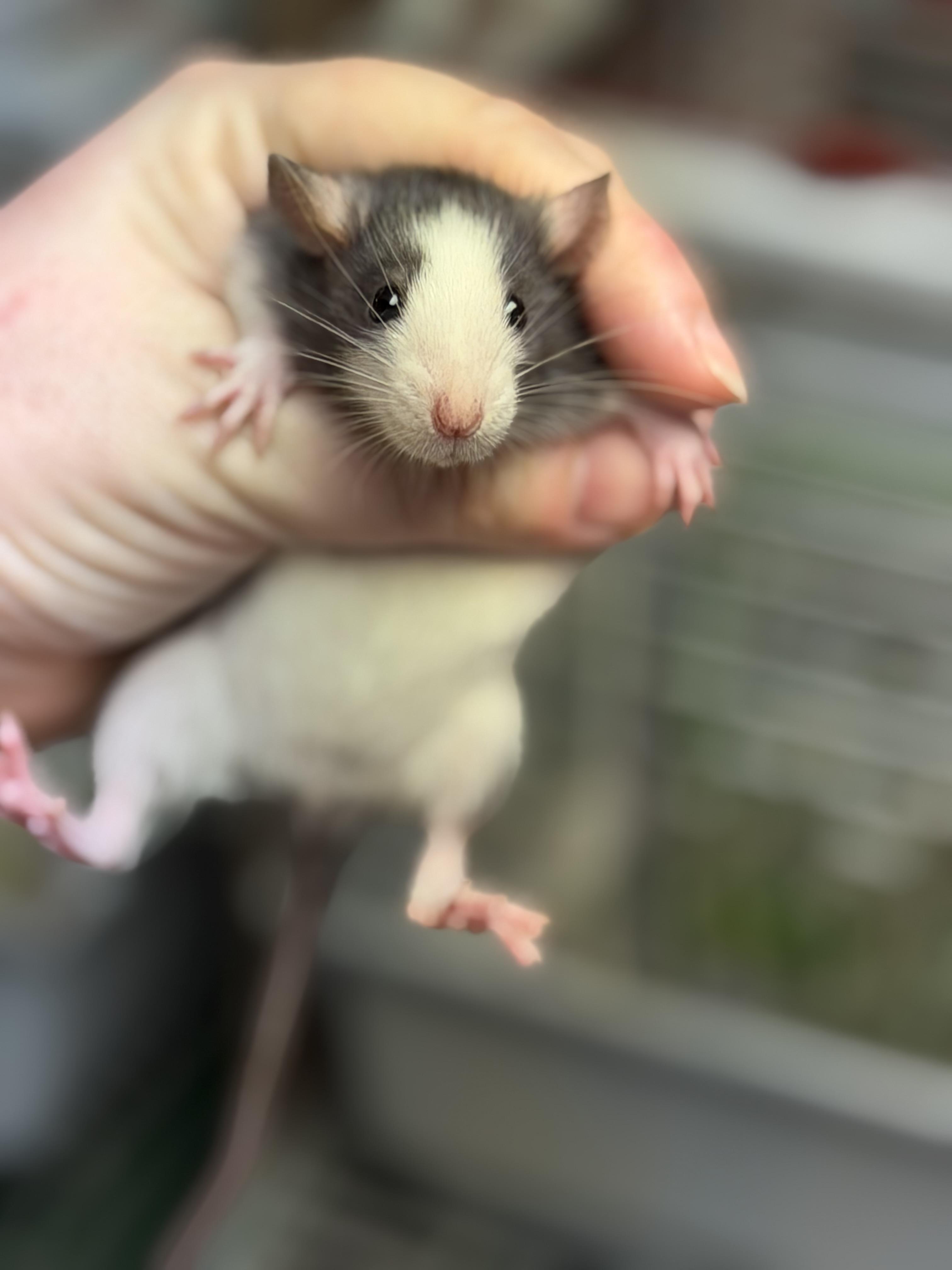 Enlarge Two girlies, a Adopted Rat in Edinburg, PA image 2/5
