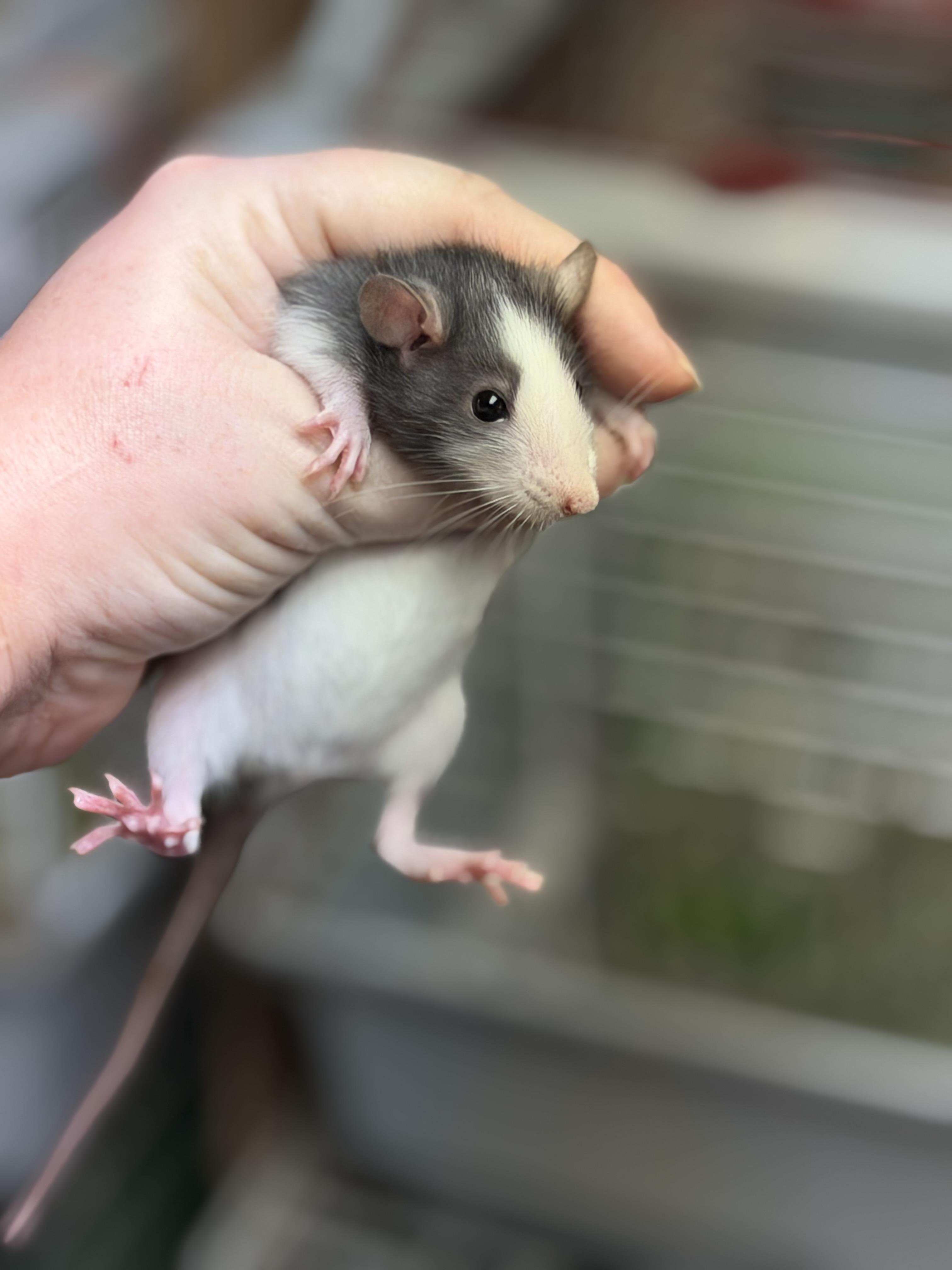 Two girlies, Adopted, Baby Female Rat.