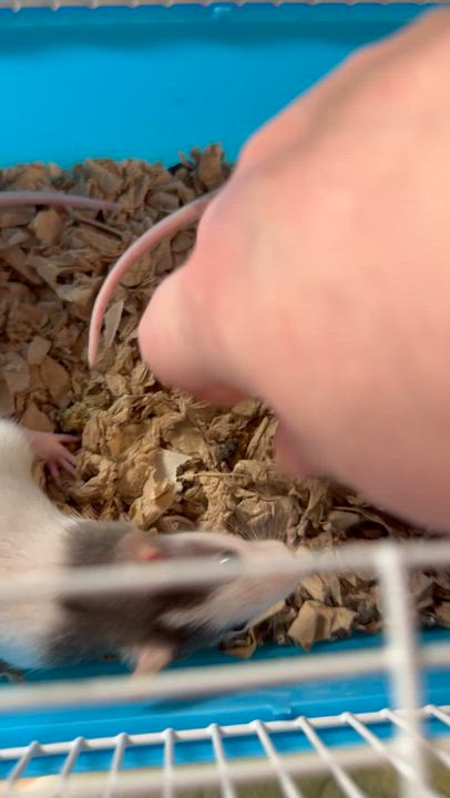 Enlarge Two girlies, a Adopted Rat in Edinburg, PA video 5/5