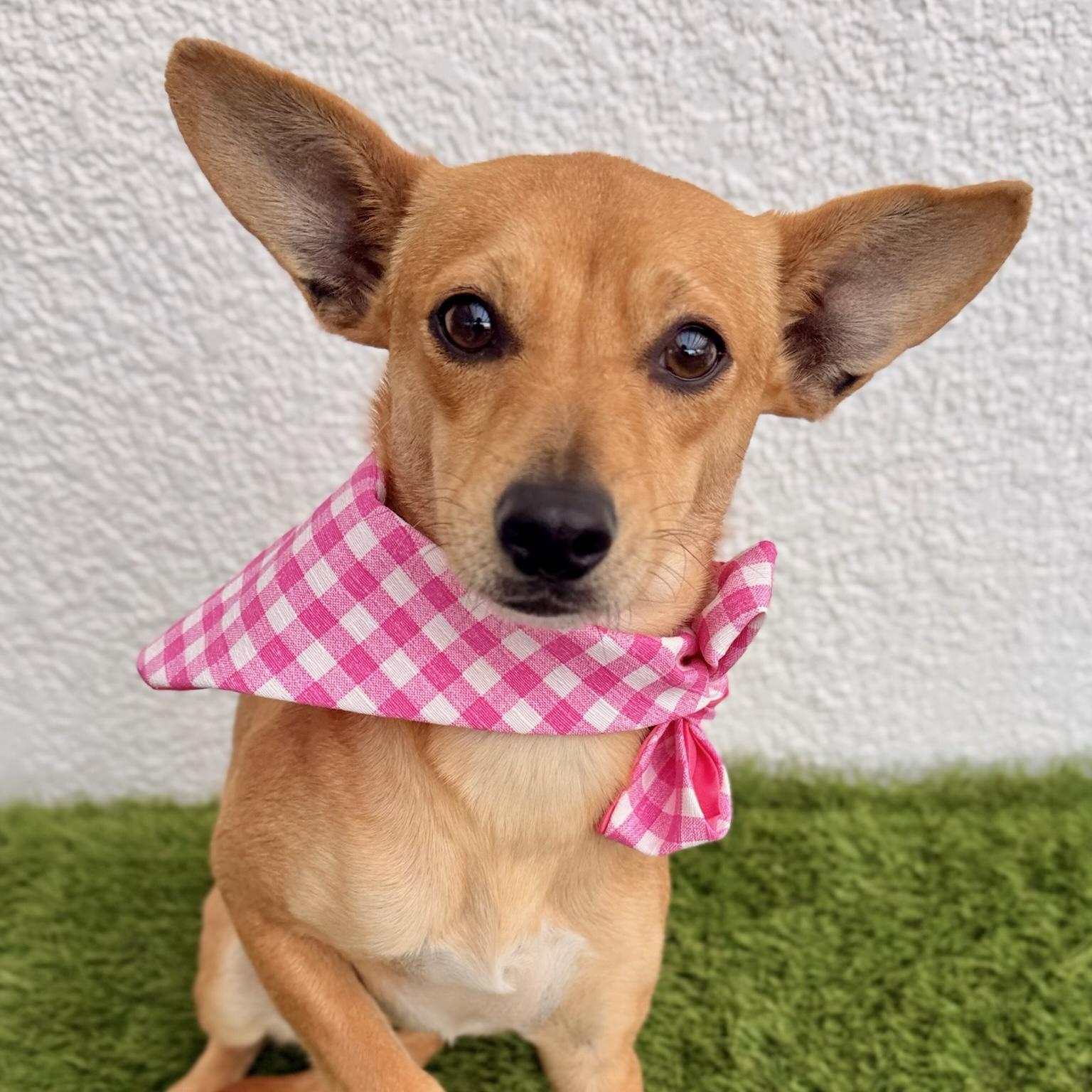 PARIS, a ADOPTABLE mixed breed in La Jolla, CA image 2/4
