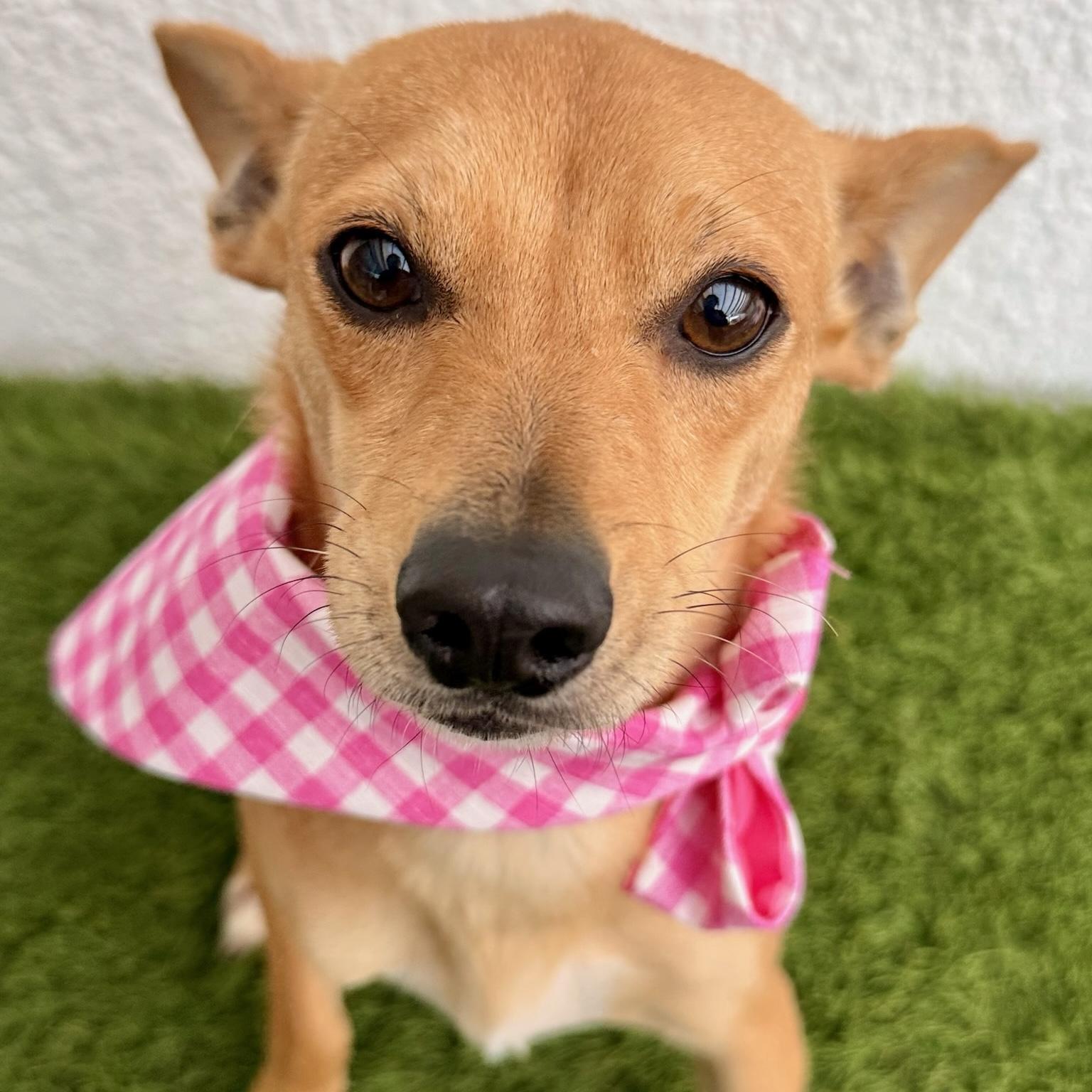 PARIS, ADOPTABLE, Young Female Chihuahua.