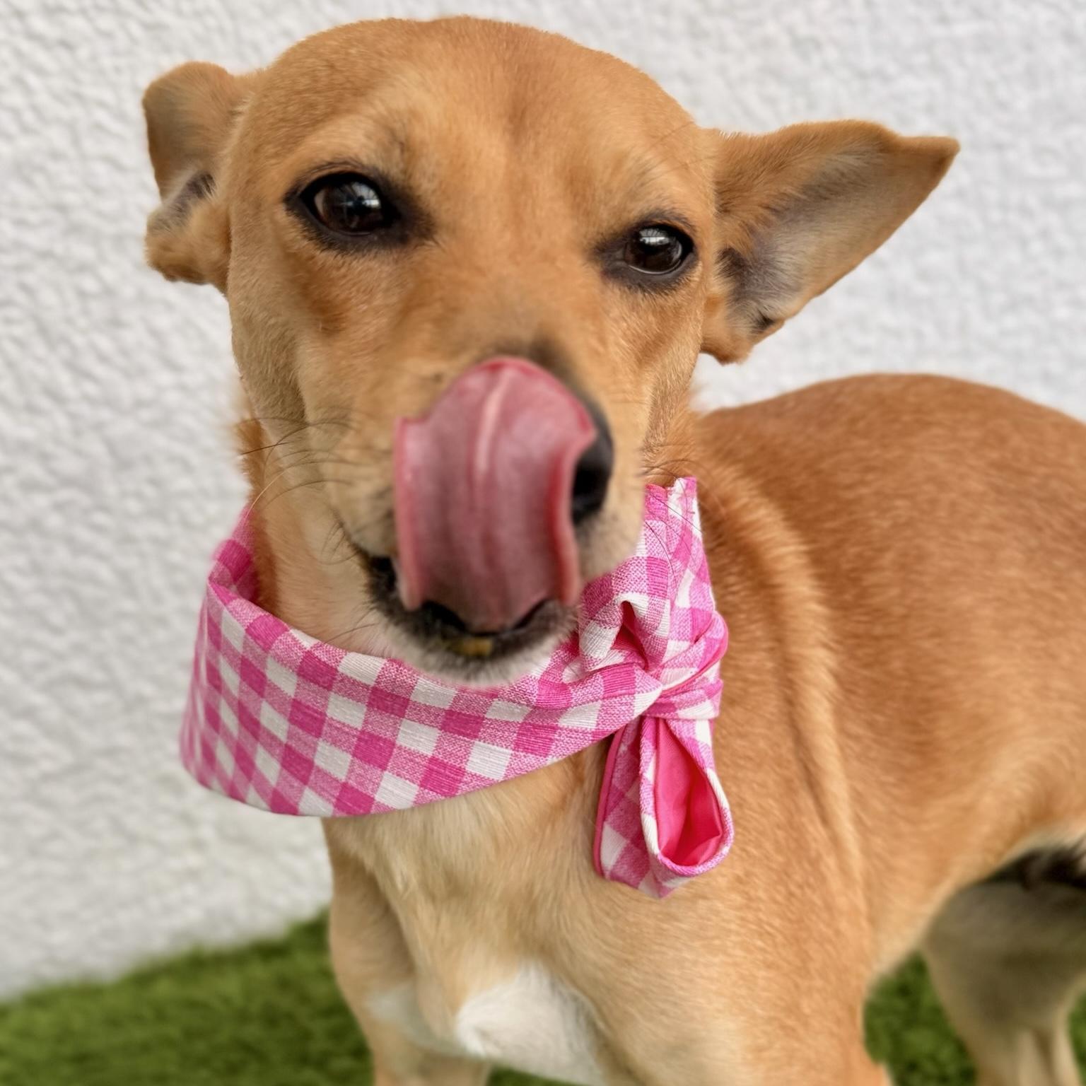 PARIS, a ADOPTABLE mixed breed in La Jolla, CA image 4/4
