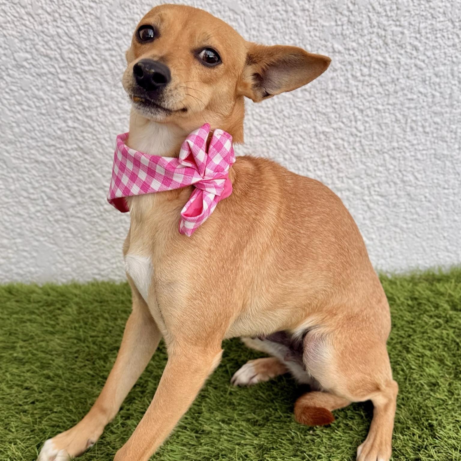 PARIS, a ADOPTABLE mixed breed in La Jolla, CA image 3/4