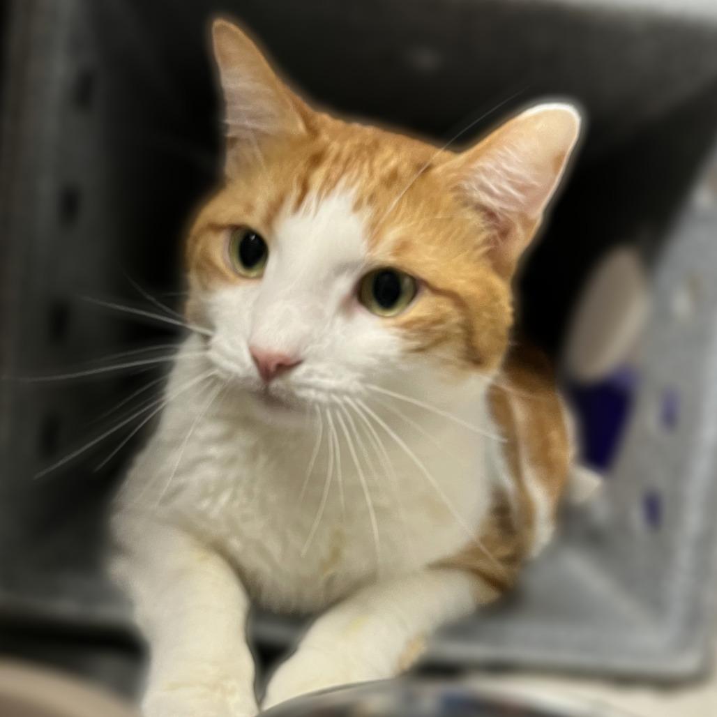 Orangesicle, a Adoptable Domestic Short Hair in Springfield, IL image 2/4