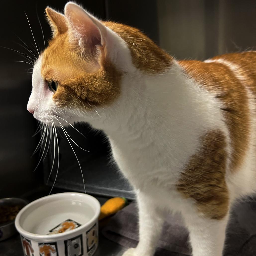 Orangesicle, a Adoptable Domestic Short Hair in Springfield, IL image 3/4