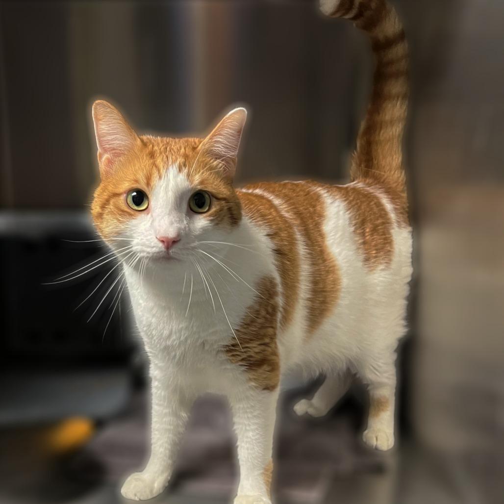 Orangesicle, a Adoptable Domestic Short Hair in Springfield, IL image 4/4