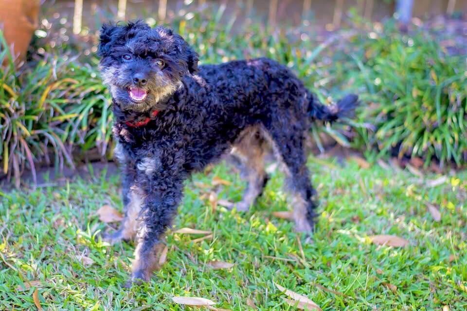 Ruffles, Adopted, Adult Male Poodle.