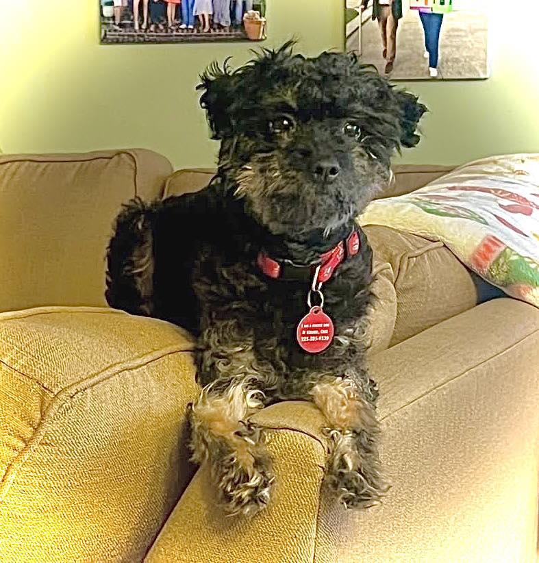 Enlarge Ruffles, a Adopted mixed breed in Baton Rouge, LA image 2/3