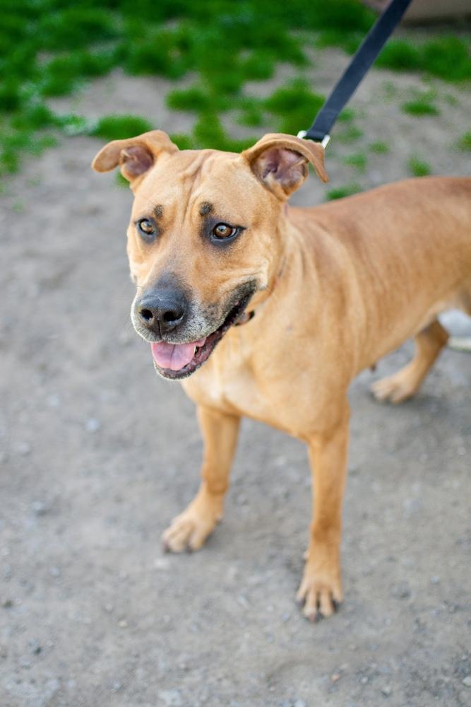 Luna, Adoptable, Adult Female Hound & Labrador Retriever.