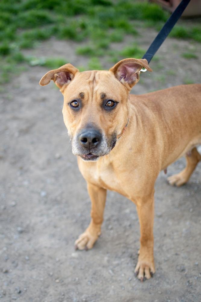 Enlarge Luna, a Adoptable mixed breed in Frankfort, NY image 2/4