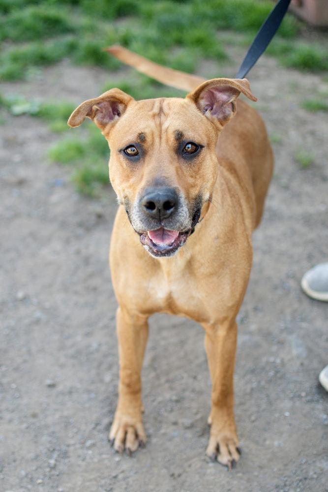 Enlarge Luna, a Adoptable mixed breed in Frankfort, NY image 3/4