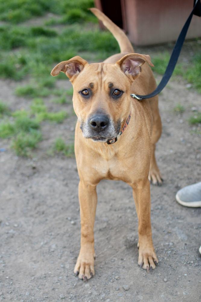 Enlarge Luna, a Adoptable mixed breed in Frankfort, NY image 4/4