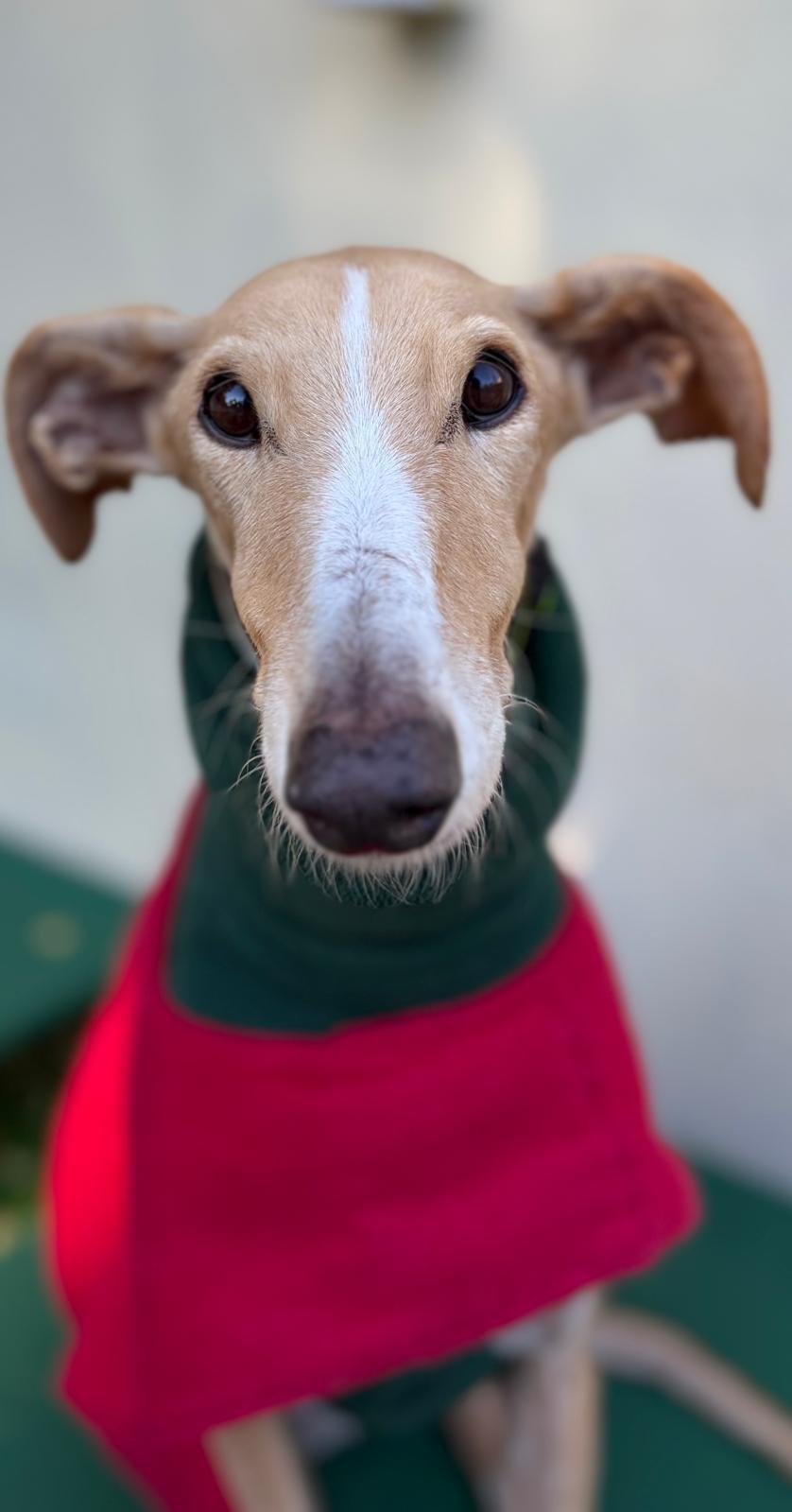 Triana, adopted, Senior Female Galgo Spanish Greyhound.