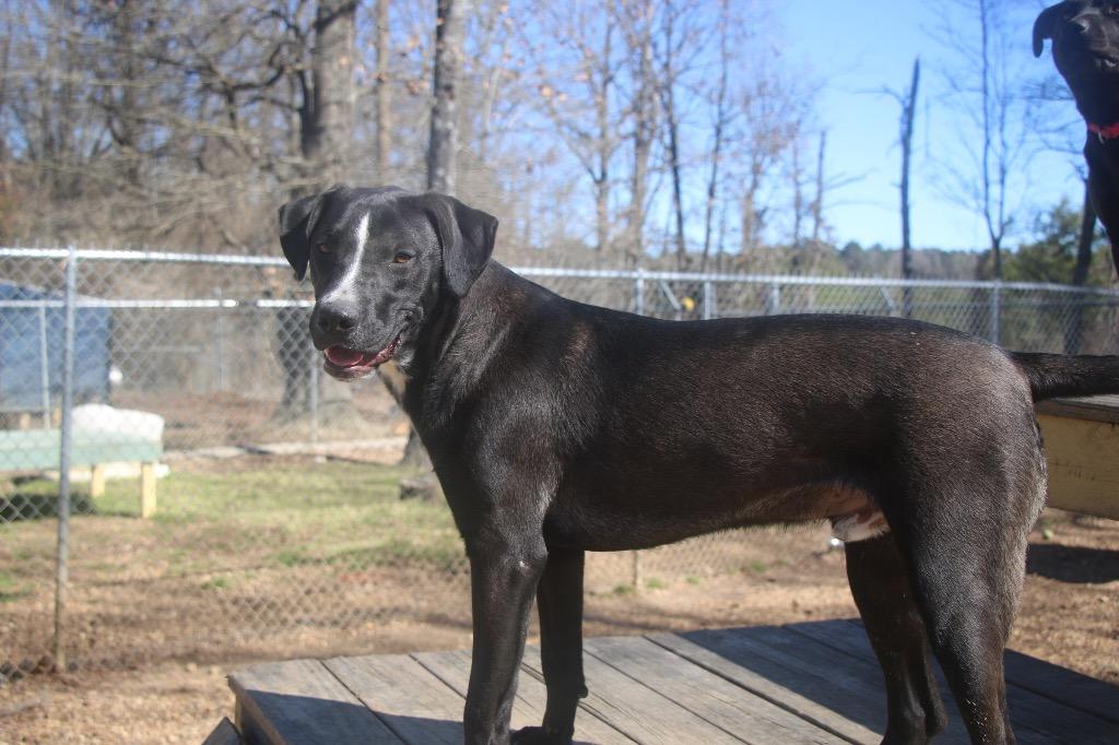 Brutus 25, a Adoptable mixed breed in Brookhaven, MS image 2/5