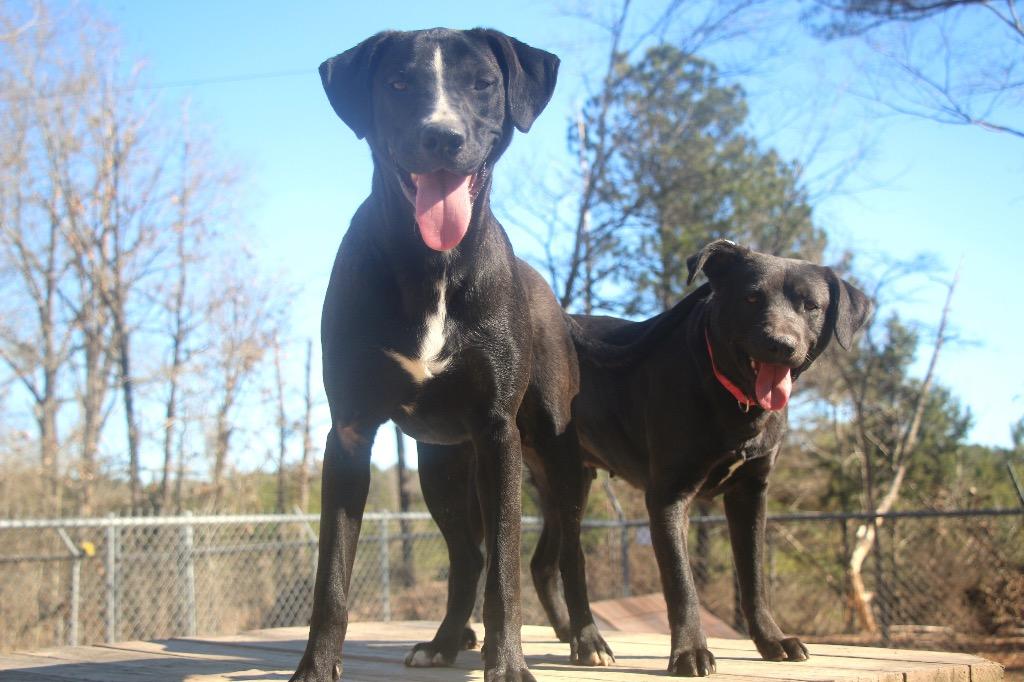 Brutus 25, a Adoptable mixed breed in Brookhaven, MS image 3/5