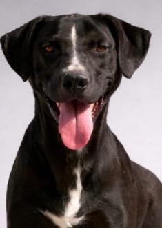 Brutus 25, a Adoptable mixed breed in Brookhaven, MS image 3/5
